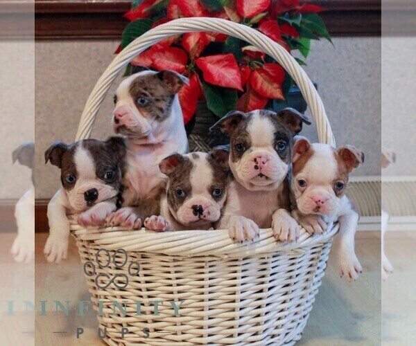 Medium Photo #2 Boston Terrier Puppy For Sale in MYERSTOWN, PA, USA