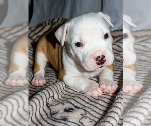 American Pit Bull Terrier Puppy for sale in MODESTO, CA, USA