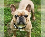 Small Photo #1 French Bulldog Puppy For Sale in WEXFORD, PA, USA