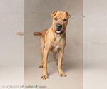 Small #1 Chinese Shar-Pei Mix