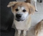 Puppy Obiwan Akita