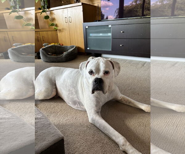 Medium Photo #1 Boxer Puppy For Sale in Woodbury, MN, USA