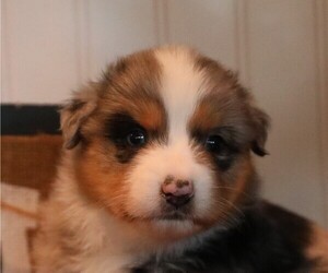 Australian Shepherd Puppy for sale in WESTFIELD, MA, USA