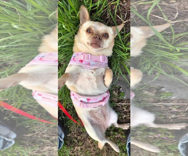 Medium Photo #3 Chihuahua Puppy For Sale in Westminster, MD, USA