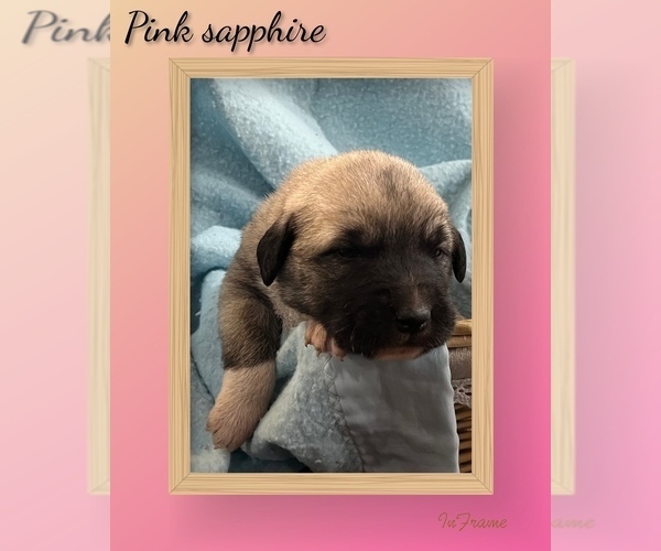 Medium Photo #12 Anatolian Shepherd Puppy For Sale in BROOKFIELD, MO, USA