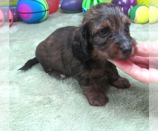 Medium Photo #5 Dachshund Puppy For Sale in RATTAN, OK, USA