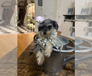 Medium Schnoodle (Miniature)