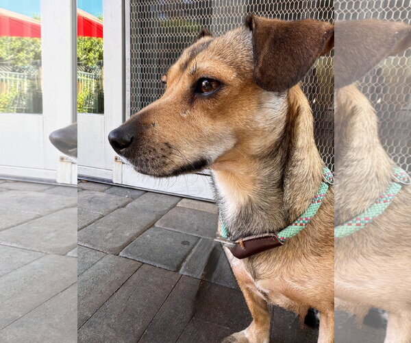 Medium Photo #2 Chiweenie Puppy For Sale in Santa Clara, CA, USA