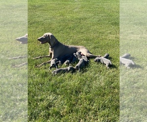 Weimaraner Puppy for sale in LAONA, WI, USA