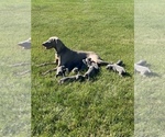 Small Photo #1 Weimaraner Puppy For Sale in LAONA, WI, USA