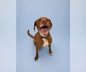 Spatula - Male Mutt Dog for Adoption - Photo #7