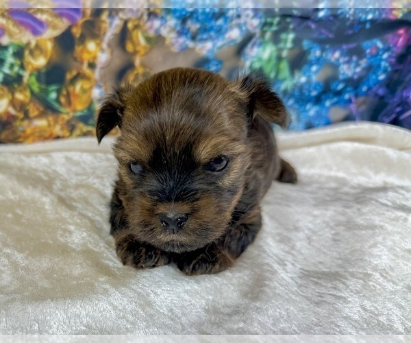 Medium Photo #10 Morkie Puppy For Sale in CASSVILLE, MO, USA