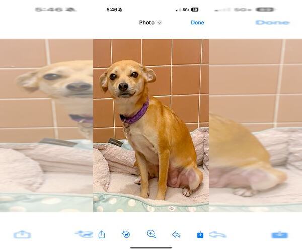 Medium Photo #1 Chihuahua-Unknown Mix Puppy For Sale in Holly Springs, NC, USA
