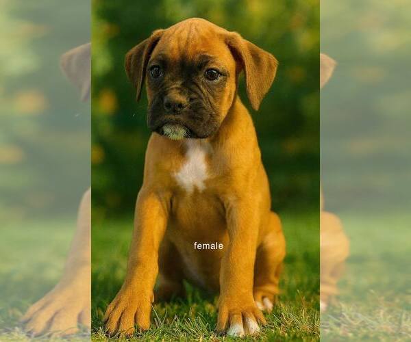Medium Photo #2 Boxer Puppy For Sale in TROUPSBURG, NY, USA