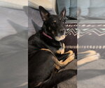 Small #1 Mutt
