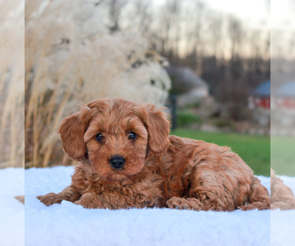 Medium Photo #4 Goldendoodle-Poodle (Miniature) Mix Puppy For Sale in NARVON, PA, USA
