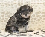 Small #3 Schnauzer (Miniature)