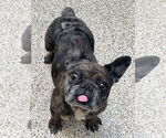 Small #9 French Bulldog Mix