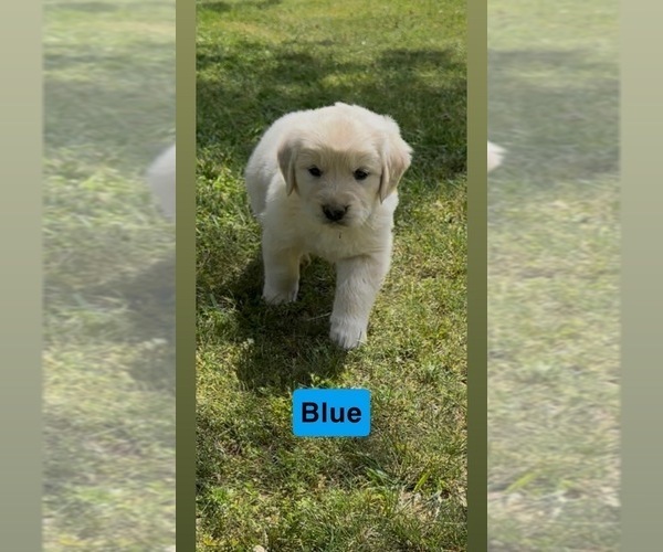 Medium Photo #29 Golden Retriever Puppy For Sale in FAYETTEVILLE, TN, USA