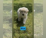 Small Photo #29 Golden Retriever Puppy For Sale in FAYETTEVILLE, TN, USA