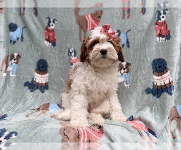 Medium Photo #7 Cavapoo (Miniature) Puppy For Sale in LAKELAND, FL, USA