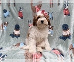 Small #6 Cavapoo (Miniature)