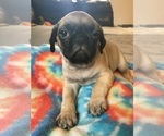 Small Photo #3 Pug Puppy For Sale in RIO RANCHO, NM, USA
