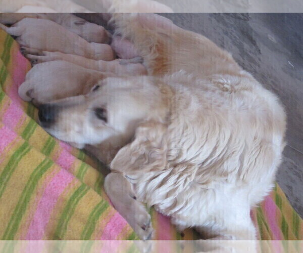 Medium Photo #15 English Cream Golden Retriever Puppy For Sale in COLUMBIANA, OH, USA