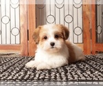 Puppy Jim Havanese