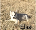 Small Photo #18 Siberian Husky Puppy For Sale in DEARBORN, MO, USA