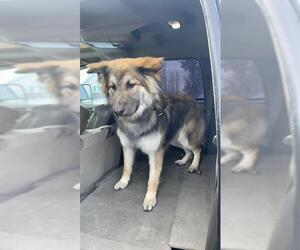 German Shepherd Dog-Siberian Husky Mix Dogs for adoption in Fruit Heights, UT, USA