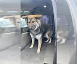 Small German Shepherd Dog-Siberian Husky Mix