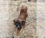 Small #3 Mutt