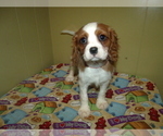 Small Photo #2 Cavalier King Charles Spaniel Puppy For Sale in PATERSON, NJ, USA