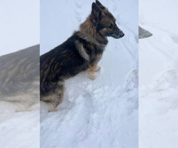 Medium Photo #1 German Shepherd Dog Puppy For Sale in Pryor, OK, USA