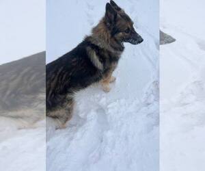 German Shepherd Dog Dogs for adoption in Pryor, OK, USA