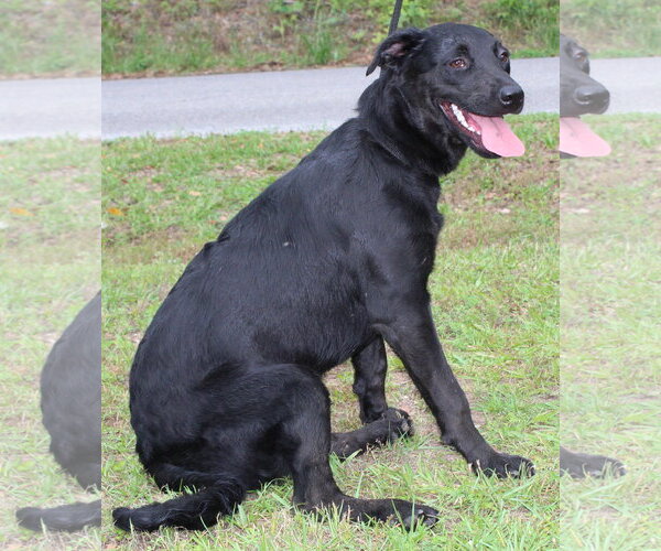 Medium Photo #3 Labrador Retriever-Unknown Mix Puppy For Sale in Prattville, AL, USA