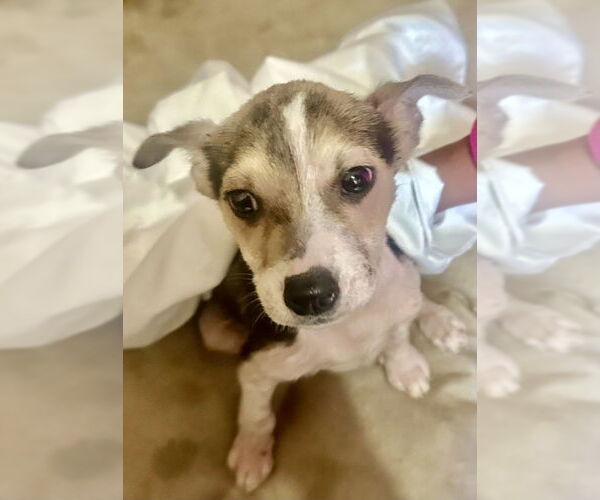 Medium Photo #1 Jack Russell Terrier Puppy For Sale in San Diego, CA, USA