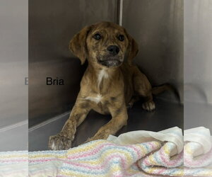 Mutt Dogs for adoption in Sterling, MA, USA