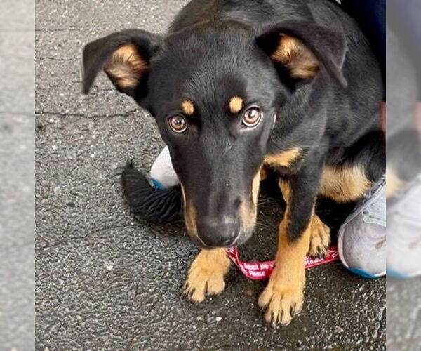 Medium Photo #6 Mutt Puppy For Sale in Canton, CT, USA