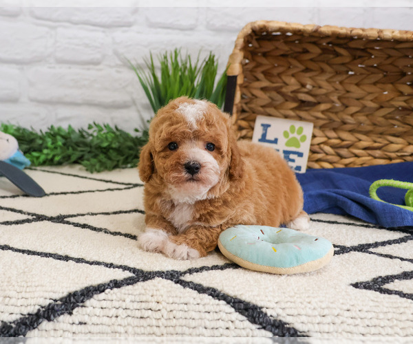 Medium Photo #1 Cavapoo (Miniature) Puppy For Sale in SYRACUSE, IN, USA