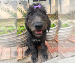 Labradoodle Puppy for sale in PEMBROKE, GA, USA