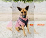 Small #1 Mutt