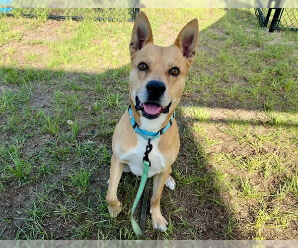Medium Photo #2 American Pit Bull Terrier-Unknown Mix Puppy For Sale in Ocala, FL, USA