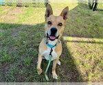 Small #1 American Pit Bull Terrier Mix