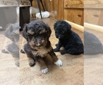 Small #1 Aussiedoodle