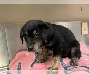 Golden Retriever-Unknown Mix Dogs for adoption in HESPERIA, CA, USA