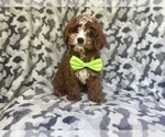 Small #3 Cavapoo