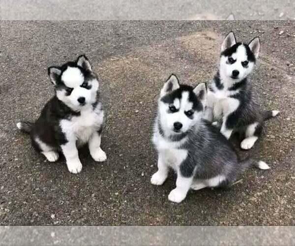 Medium Photo #1 Siberian Husky Puppy For Sale in LOS ANGELES, CA, USA