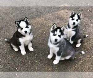 Siberian Husky Dogs for adoption in LOS ANGELES, CA, USA